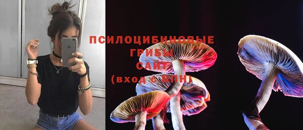 apvp Алзамай